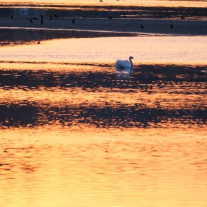 Schwan im Morgenrot