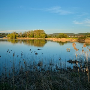 Schilf am Bodensee