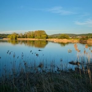 Schilf am Bodensee